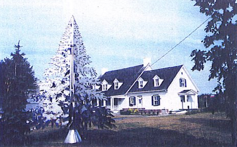 New World Christmas Tree Outdoors