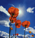 Mark Remsing's Images