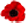 poppy